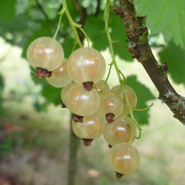 Ribes rubrum ‘Cerise blanche’ - Groseillier grappe 'White Pearl'