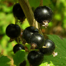 Ribes nigrum 'Andega' - Cassis noir - Cassissier autofertile