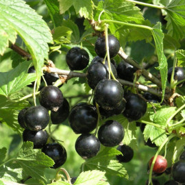 Ribes nigrum 'Andega' - Cassis noir - Cassissier autofertile