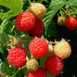 Rubus idaeus ‘Polka’ - Framboisier rouge remontant