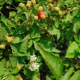 Rubus loganobaccus ‘Loganberry’ - Mûrier framboise - Ronce grimpante