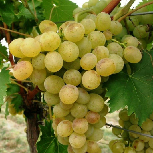 Vitis vinifera 'Madeleine Royale' *ZPd4 - Vigne Madeleine impériale - Raisin de table jaune