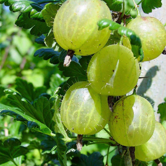 Ribes uva-crispa 'Hinnonmaki Gold' - Groseillier à maquereau jaune