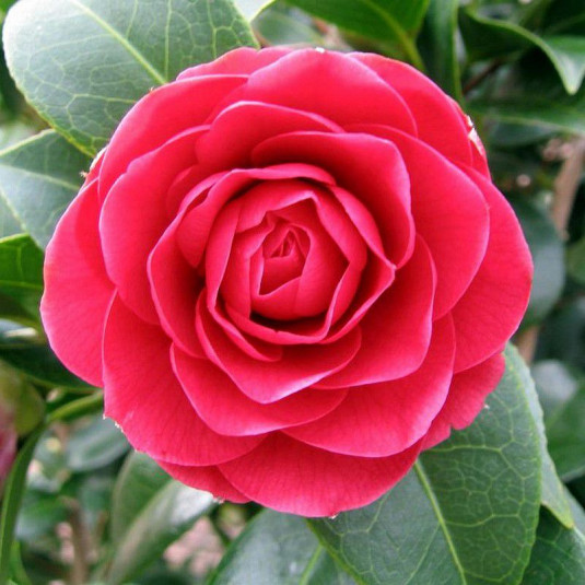 Camellia japonica 'Paolina Guichardini' * - Camélia d'hiver rouge