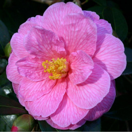 Camellia williamsii 'Donation' * - Camélia printanier rose
