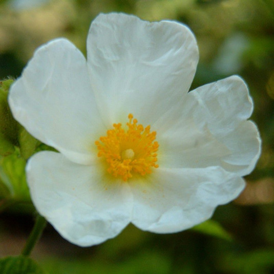 Cistus populifolius - Ciste arbustif - Rose du soleil