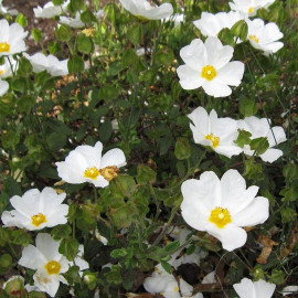Cistus obtusifolius 'May Snow' - Ciste couvre-sol - Rose du soleil