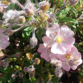 Cistus skanbergii - Ciste argenté rose pâle - Rose du soleil