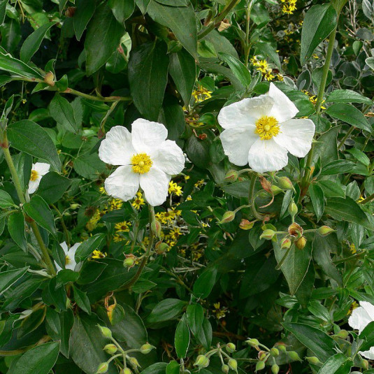 Cistus laurifolius - Ciste à feuilles de laurier - Rose du soleil