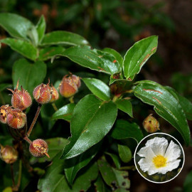 Cistus laurifolius - Ciste à feuilles de laurier - Rose du soleil