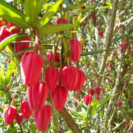 Crinodendron hookerianum - Arbre aux lanternes roses du Chili