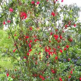 Crinodendron hookerianum - Arbre aux lanternes roses du Chili