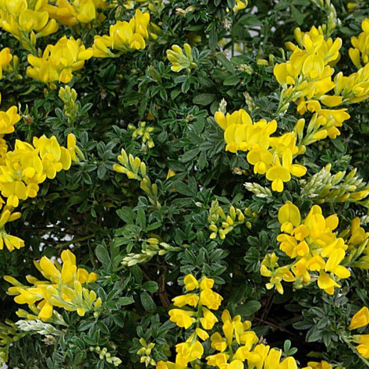Cytisus racemosus - Genista x spachiana - Genêt des Canaries jaune
