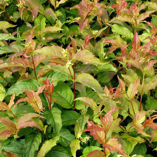 Diervilla sessilifolia 'Butterfly' - Faux weigelia jaune