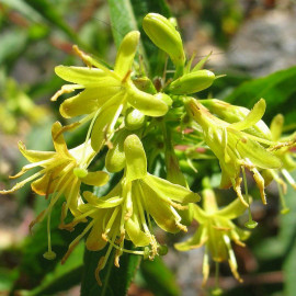 Diervilla sessilifolia 'Butterfly' - Faux weigelia jaune