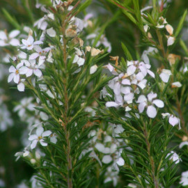 Diosma hirsuta - Fausse bruyère blanche - Arbuste du pêcheur