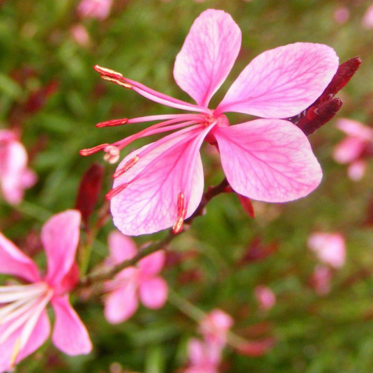 Gaura lindheimeri 'Dart's Pink' - Gaura vivace rose