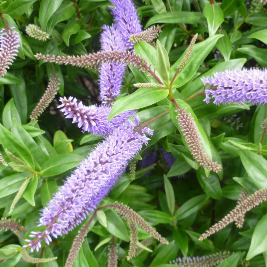 Hebe andersonii - Véronique arbustive violet - Hébé