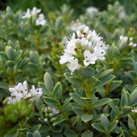 Hebe pinguifolia 'Pagei' - Véronique blanche - Hébé naine