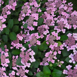 Hydrangea macrophylla 'Mousmee' - Hortensia de jardin violet