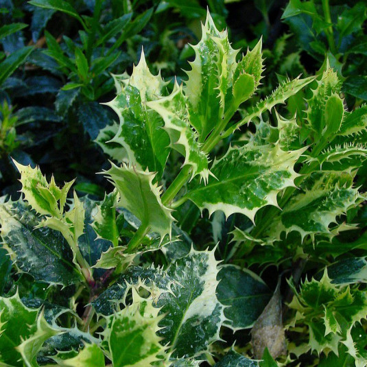 Ilex aquifolium 'Ferox Argentea' - Houx commun hérisson argenté