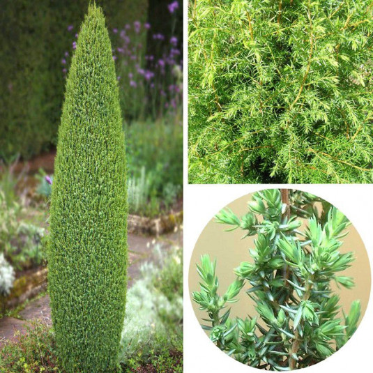 Juniperus communis 'Sentinel' - Genévrier commun vert