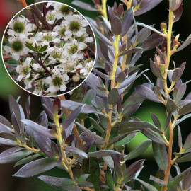 Leptospermum macrocarpum 'Copper Sheen' - Faux myrtes jaune - Arbre à thé Australien