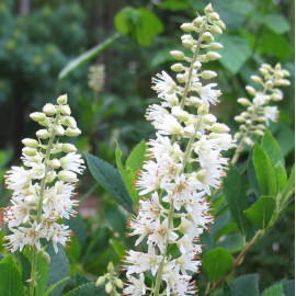 Clethra alnifolia 'Hummingbird' - Clèthre blanc nain parfumé