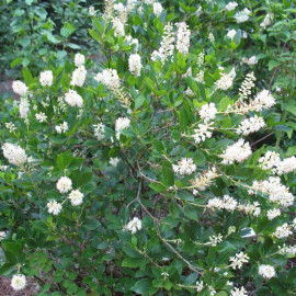 Clethra alnifolia 'Hummingbird' - Clèthre blanc nain parfumé