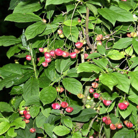 Euonymus planipes - Fusain caduc à fruits rouges