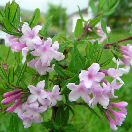 Lonicera syringantha - Chèvrefeuille arbustif rose lilas parfumé