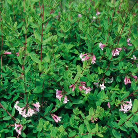 Lonicera syringantha - Chèvrefeuille arbustif rose lilas parfumé