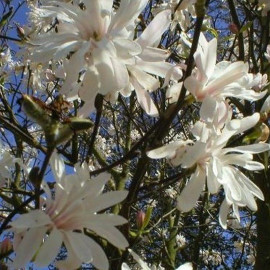 Magnolia stellata 'Royal Star' - Magnolia étoilé blanc caduc à fleurs doubles parfumées