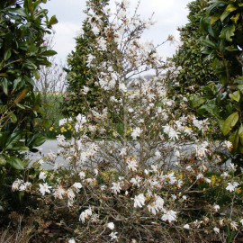 Magnolia stellata 'Royal Star' - Magnolia étoilé blanc caduc à fleurs doubles parfumées