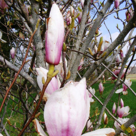 Magnolia soulangeana 'Picture' - Magnolia à fleurs blanches en tulipe