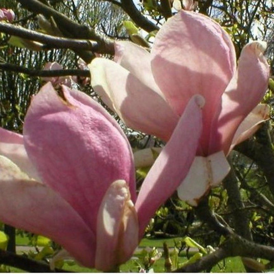 Magnolia soulangeana 'Rustica Rubra' - Magnolia caduc à fleurs roses en tulipe