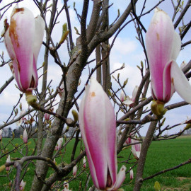 Magnolia soulangeana 'Rustica Rubra' - Magnolia caduc à fleurs roses en tulipe
