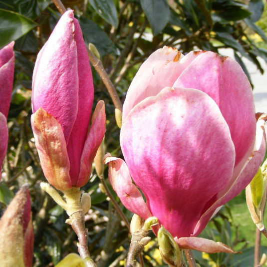 Magnolia 'Jane' - Magnolia caduc à fleurs rouges en gobelet
