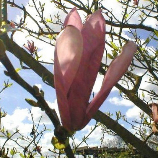 Magnolia 'Royal Crown' - Magnolia caduc à fleurs roses en gobelet