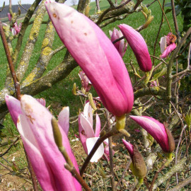 Magnolia 'Royal Crown' - Magnolia caduc à fleurs roses en gobelet