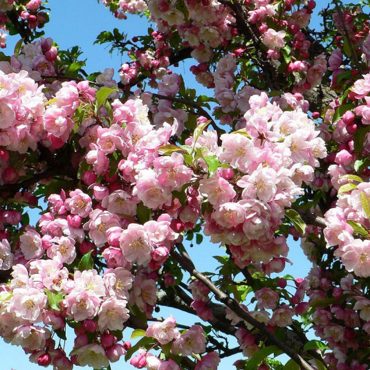 Malus 'Van Eseltine' - Pommier à fleurs roses doubles