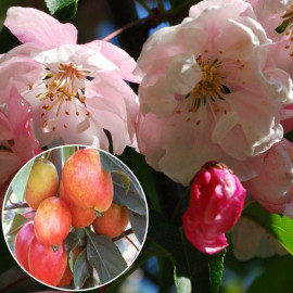Malus 'Van Eseltine' - Pommier à fleurs roses doubles