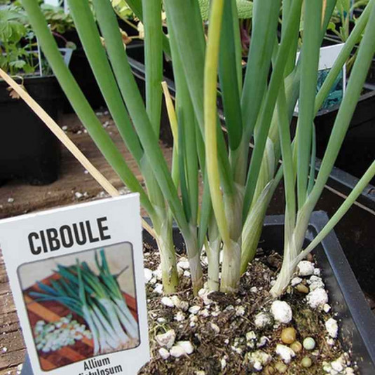 Allium fistulosum - Ciboule - Cive - Ail fistuleux