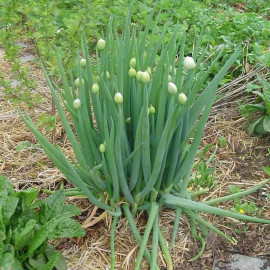 Allium fistulosum - Ciboule - Cive - Ail fistuleux