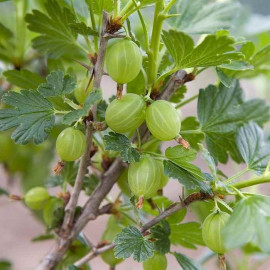 Ribes uva-crispa 'Hinnonmaki White' - Groseillier à maquereau blanc-vert