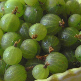 Ribes uva-crispa 'Hinnonmaki White' - Groseillier à maquereau blanc-vert