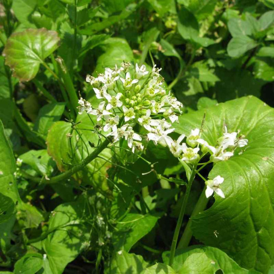 Wasabi Wasabia japonica Vente Eutrema japonicum