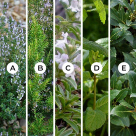 Sélection d’aromatiques bouquet garni et classiques – Lot de 5 plants