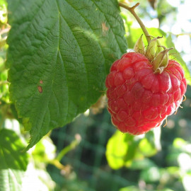 Rubus idaeus 'Mailing Promise' - Framboisier rouge précoce non-remontant