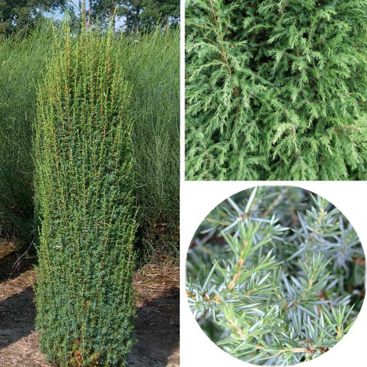 Juniperus communis 'Hibernica' - Genévrier commun d'Irlande